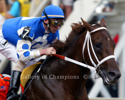 Smarty Jones 2004 Preakness Stakes Tight Photo 8'' x 10 - 24'' x 30'' 