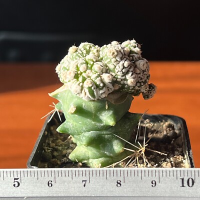 33-546. Astrophytum Super Kabuto (Grafted)