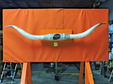 MOUNTED STEER HORNS 7' 7" tip to tip  14 1/4 " Base # 839 COW BULL HORN LONGHORN