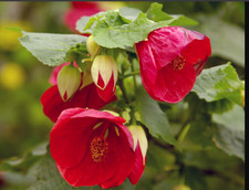 Abutilon Hybridum Bella Red Tender Perennial 1 x 9cm Pot Great Plants