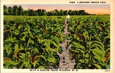 Wilson North Carolina NC : FARM SCENE d/13 BA3314