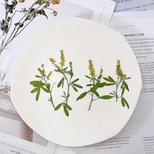 12PCS real side Pressed Tiny dried yellow flower with leaves stem FHT57