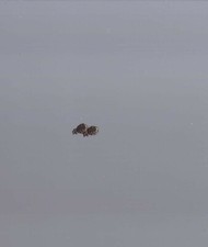 Two Bronze Oak leaf device attachment  3/16 inch size oak leaves f ribbons medal