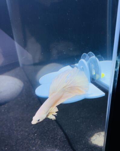 Betta Hammock Resting Bed Decoration Flower Toy Betta Fish Tank Ornament Decor - Picture 3 of 11