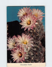 Postcard Pincushion Cactus