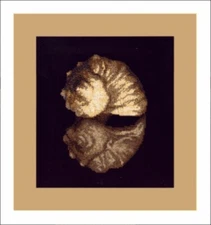 Diy Needlepoint Mixed Embroidery "Gift Of The Sea". Embroidery Kit Unprinted