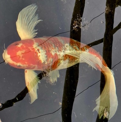 12-Year-Old Purebred Butterfly Koi Female 24