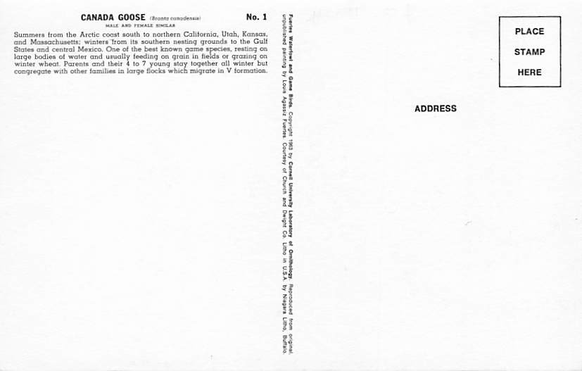 Postcard: Canada Goose, Watercolor by Louis Fuertes thumbnail 2