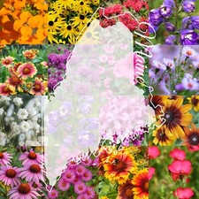 1 Pound Maine Bulk Wildflower Seed Mix Northeast Varieties 2,000 sq-ft