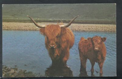 Tiere Postkarte - Schottland - Hochlandrinder - Hochlandkühe T6112