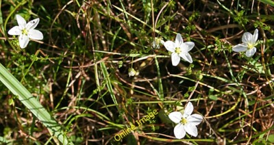 Photo 6x4 Saltmarsh Flora Dunbar I'm unsure exactly what this is, bu c2012