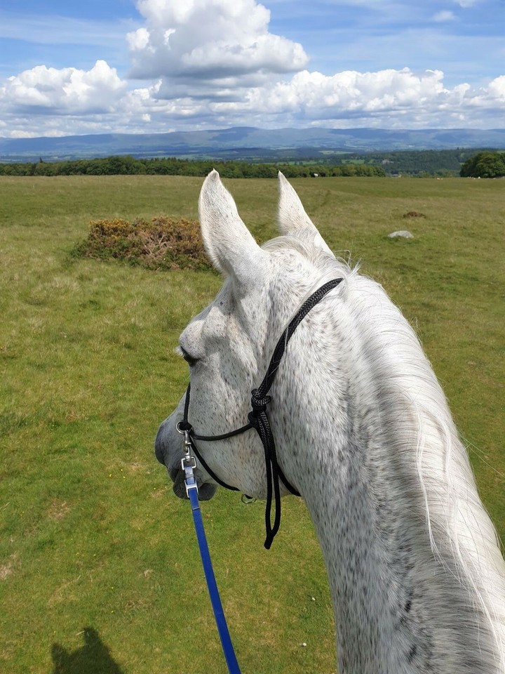 EASY-DOES-IT BITLESS ROPE BRIDLE / HALTER COMBO, PARELLI, NATURAL ...