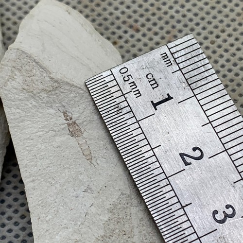 A pair of exquisite insect fossils from the Jurassic Daohugou period - Picture 4 of 7