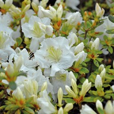 Azalea Dwarf White Hardy Shrub Evergreen Flowering Garden Plant 1x 9cm Pot