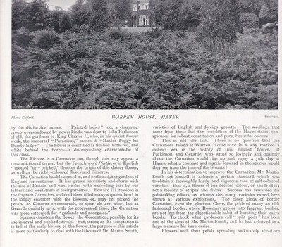 THE CARNATIONS RAISED BY MR MARTIN SMITH AT WARREN HOUSE, HAYES. SEVERAL PICTURE