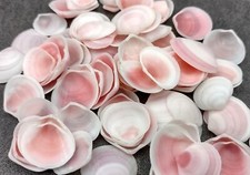 Rose Petal Tellin Seashell Halves Pink (approx. 20+ HALF shells 0.75+ inches)