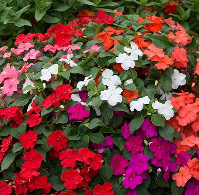 Image of Impatiens summer plug plants