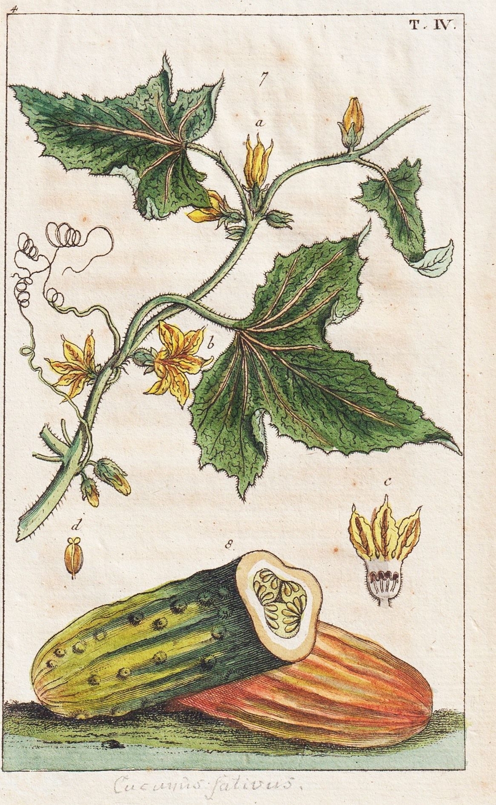 Cucumber Vegetables Copperplate Engraving Wilhelm 1800 eBay