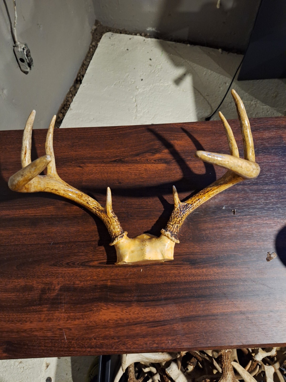 whitetail deer antlers for sale eBay