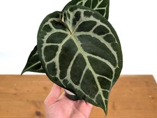 Anthurium Forgetii x Silver Blush - Assorted 4" Pots