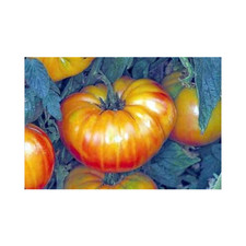Tomato Pineapple Great Heirloom Vegetable by Seed Kingdom 1/4 Lb Seeds