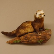 Iltis Préparat En Taxidermie Sur Tronc D'Arbre Hauteur 26 Cm 89.4.79