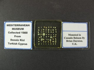 Vintage microscope slide by Brian Darnton. Foraminifera. Mediterranean Museum.