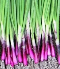 SCARLET BANDIT BUNCHING ONION SEEDS 200+ VEGETABLE GARDEN salad FREE SHIPPING