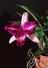 Cattleya Elegans (1898) — photo 1