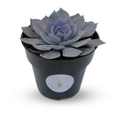 Blue Echeveria Peacockii Succulents in 4" Pots