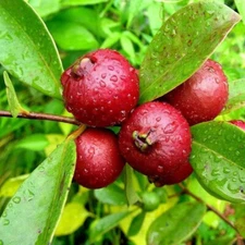 50+ Red Indian (Cherry) Guava Seeds for Garden Planting - USA - FREE SHIPPING!