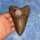 MEGALODON SHARK TOOTH 5.21” HUGE TEETH MEG SCUBA DIVER DIRECT FOSSIL NC 9958