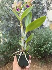 Spotted Cattleya - Slc. Terry’s Spots - 11634 — photo 6