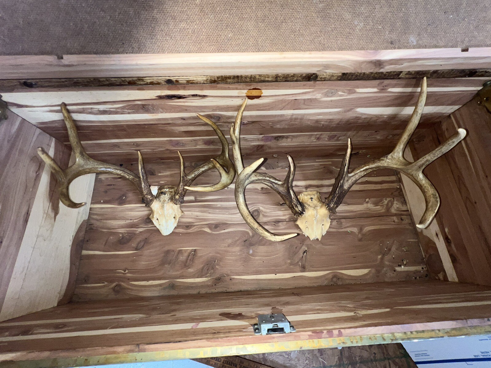 2 Huge Racks Whitetail Deer Skull Plate Antler Rack Cabin Mount