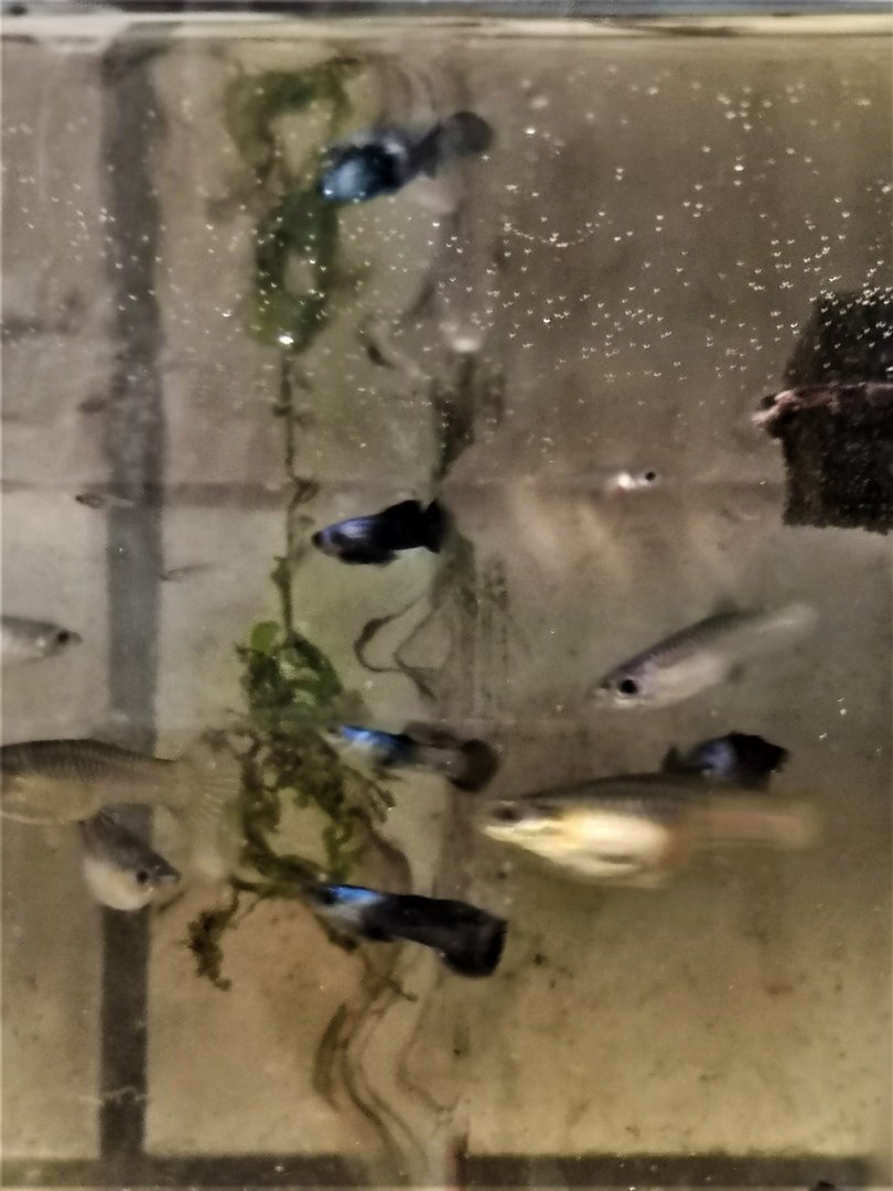 Lot de 10 Poecilia Endler Panda pour aquarium d'eau douce