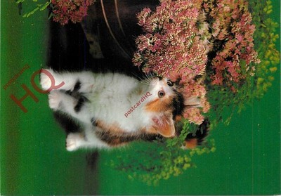 Ansichtskarte -: Katze, Kätzchen [Lachs]