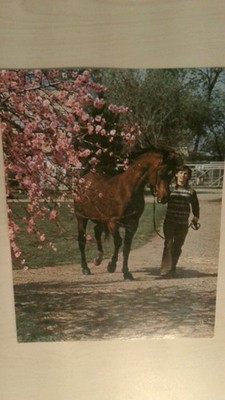 Vintage Arabian Horse Fadjur 7668 Jacktone Ranch Photo Equestrian Art Print