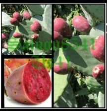 10 pale-Fico d' india- viola senza spine -opuntia ficus- indica origine Sardegna