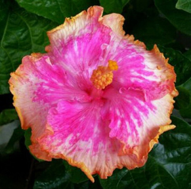 Local Farmer "Giant Hibiscus Exotic Coral Flowers 50 Seeds