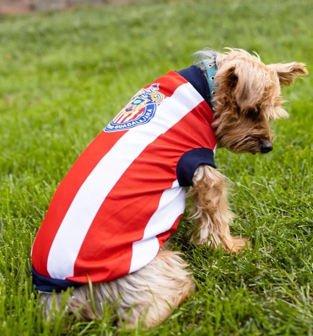 Dog clearance football shirt