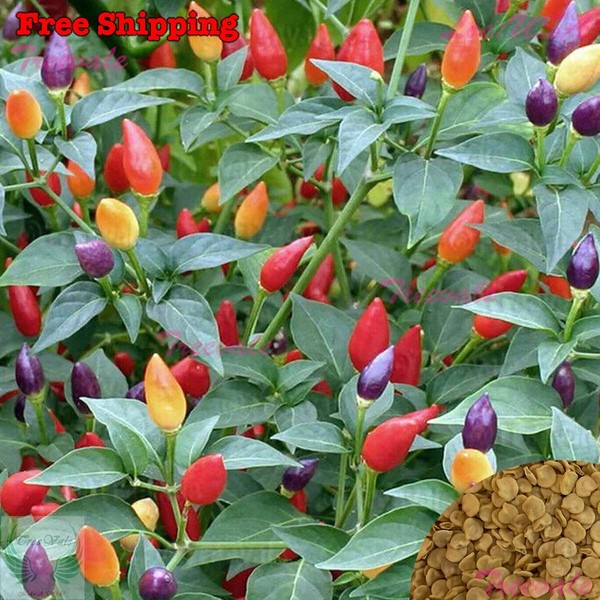 Pimienta Fire Cracker, chile ojo de pájaro, semillas de pimienta picante | no transgénico | semillas vegetales