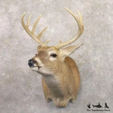 #22179 E+ | Whitetail Deer Taxidermy Shoulder Mount For Sale