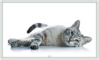 Bild 73 von 239