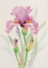 ACEO Blumen Iris Aquarell Gemälde Autor Miniatur 3,5"x2,5" kein Druck