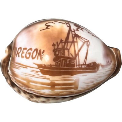 Vtg Cypraea Tigris Cowry Gem Shell Marine Specimen Carved Oregon Fishing Boat
