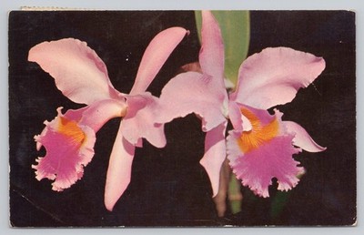 Beautiful Pink Orchid Flowers in Full Bloom, Vintage Postcard