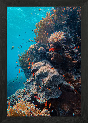 UNDER THE SEA LIFE Gerahmtes Wandbild Poster Leinwanddruck Bild