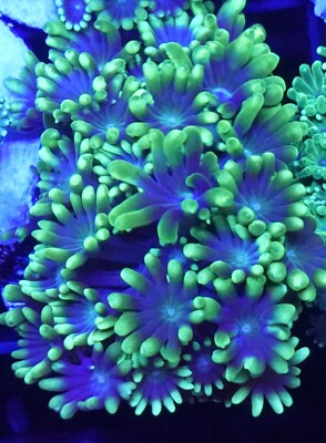 [WYSIWYG] Green Tip Alveopora Frag #2 Home Grown Easy LPS Alveo Live Coral