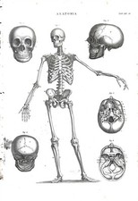 VII  Tavole di Anatomia  - Enciclopedia Pomba 1849 Incisioni su rame 