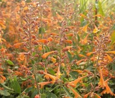 6 Scented Agastache Tango Mexican Giant Hyssop Herbaceous Perennial 